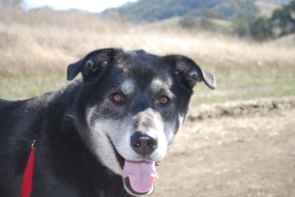 Happy Go Lucky Pet Care