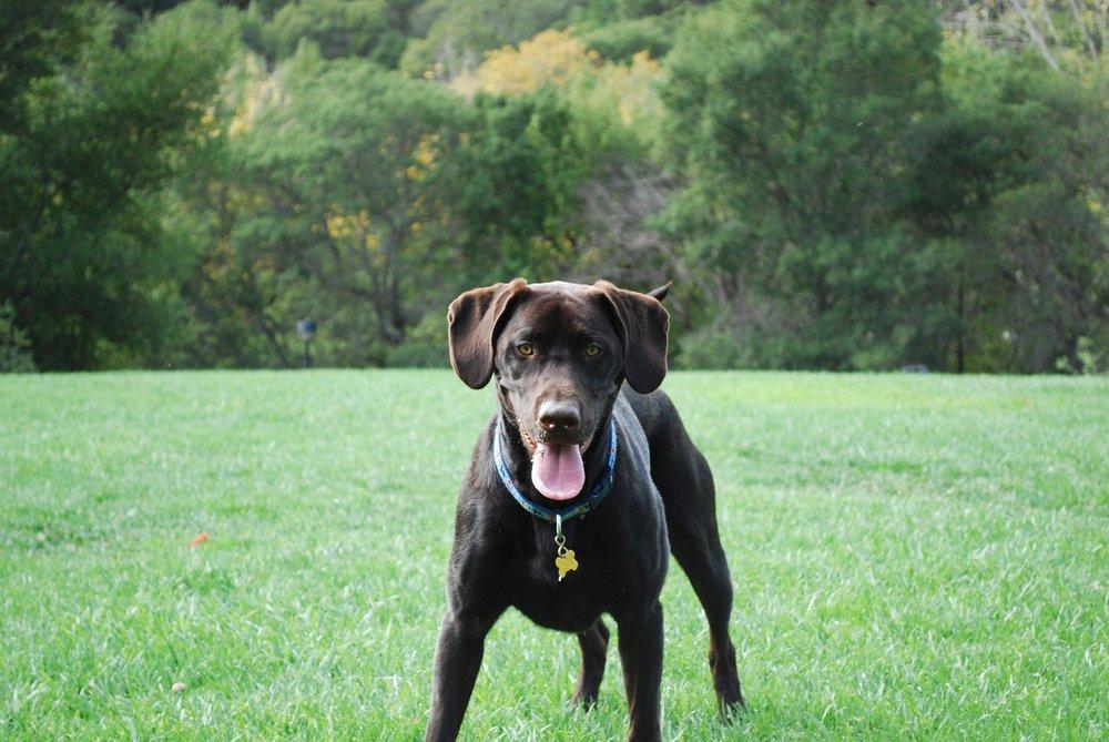 Happy Go Lucky Pet Care