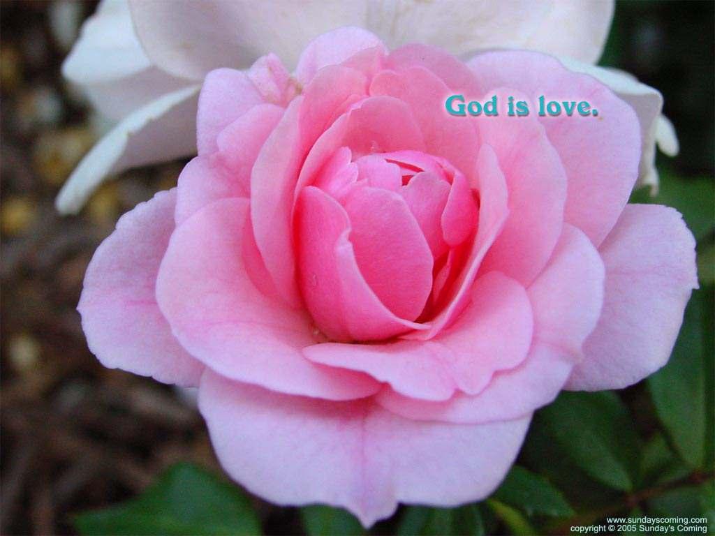 Peony_wo1-God Is Love by Call To Life Family Worship Center
