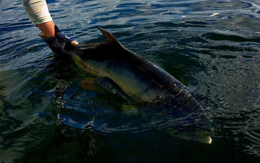  by Shallow Minded Fishing Charters 30A