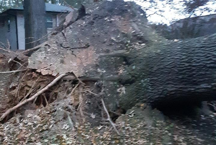  by Cobb Tree Removal, LLC