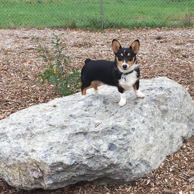 Tails Away Pet Sitting And Dog Walking