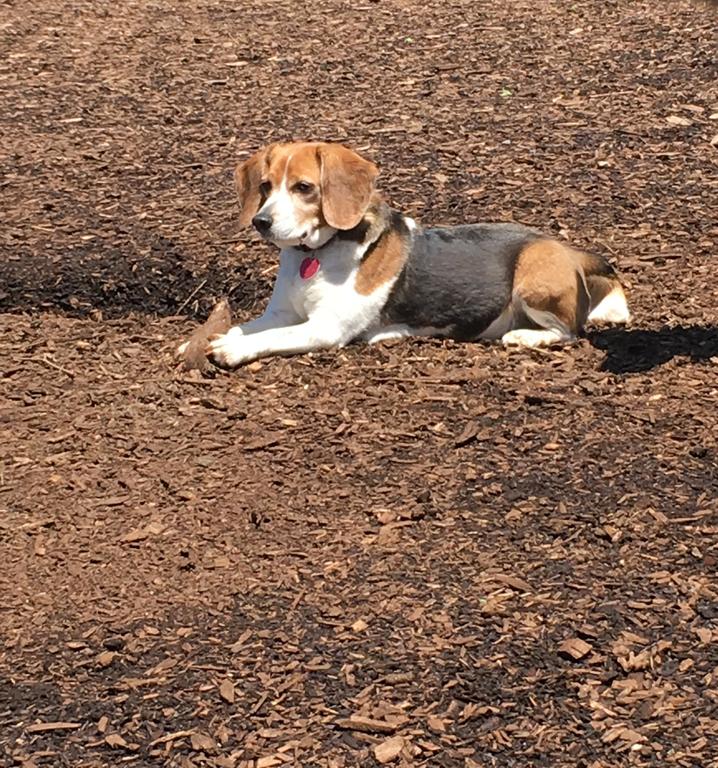 Tails Away Pet Sitting And Dog Walking