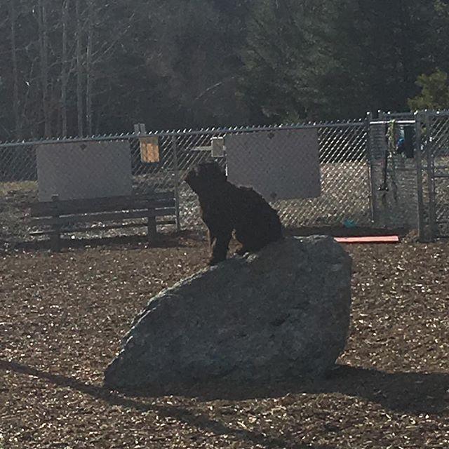 Tails Away Pet Sitting And Dog Walking