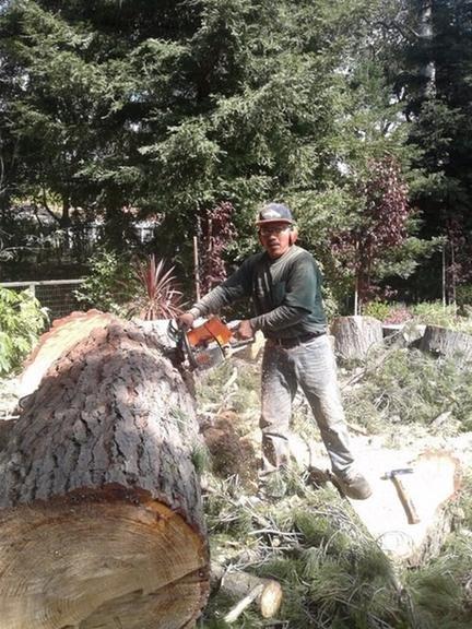 Pictures for Victor Tree Services in Palo Alto, CA 94303