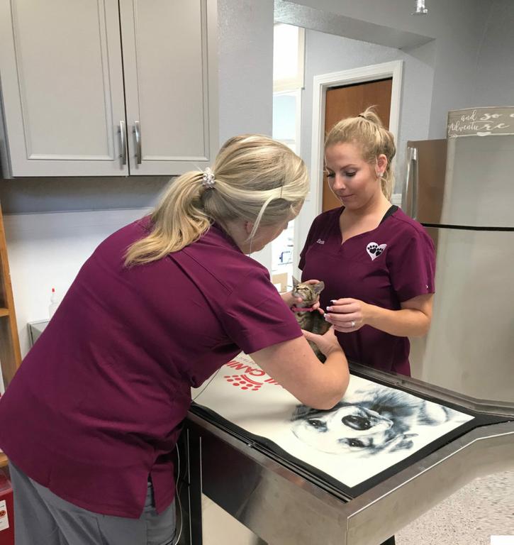 Paws and Claws Animal Medical Center - Dunedin