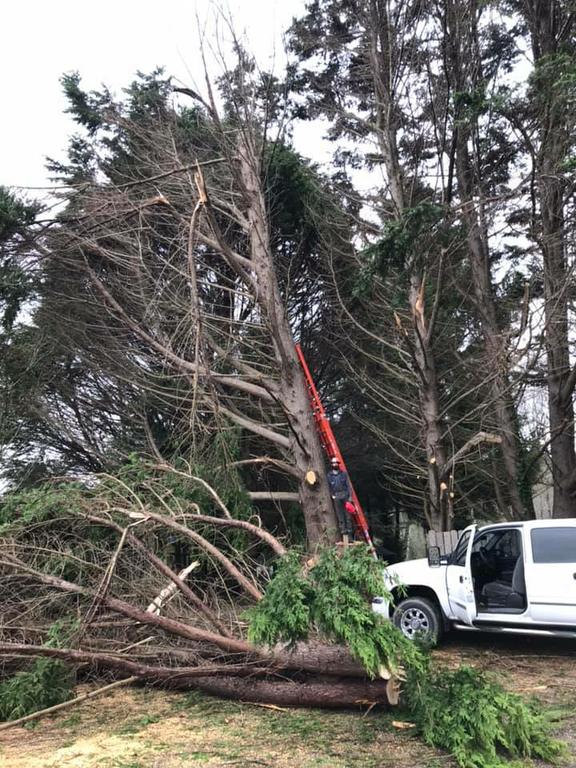 Pictures for Walker's Tree Service LLC in Shasta Lake, CA 96019