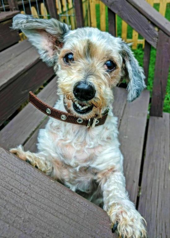 Dog walking services