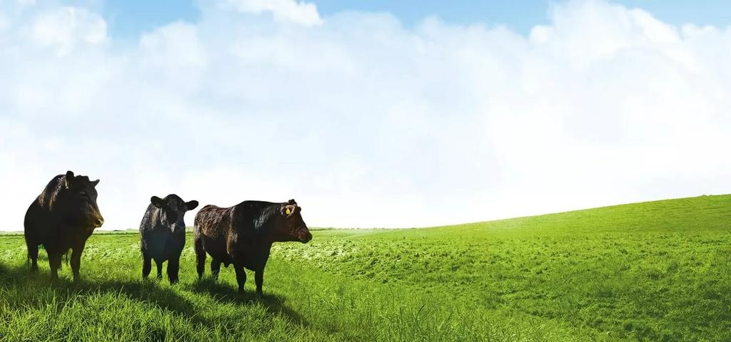 Silver Fern Farms - Wilmington DE 19801 | 643-477-3980 | Meats