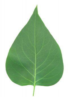  by Plant Hide