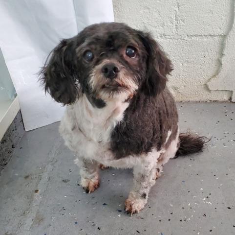 Cruiser's Pet Grooming