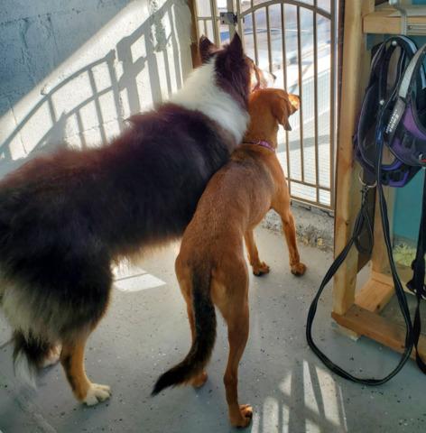 Cruiser's Pet Grooming