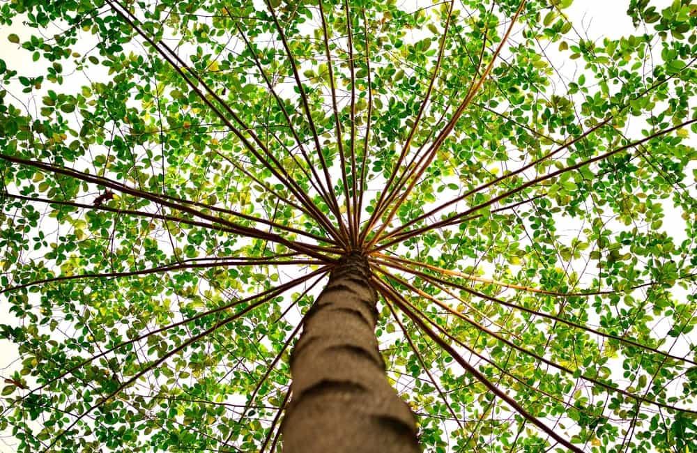  by Downers Grove Tree Service