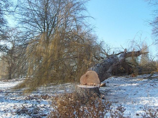  by Fishers Tree Service