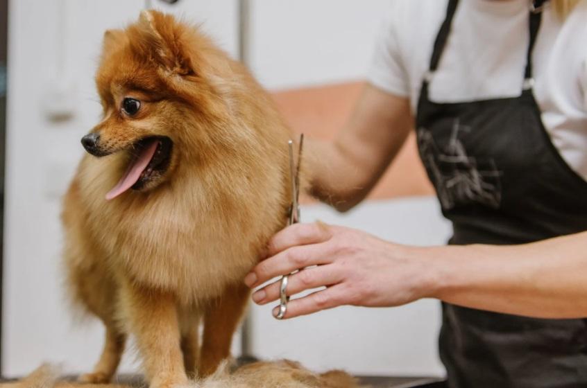 Mobile Dog Grooming West Palm Beach