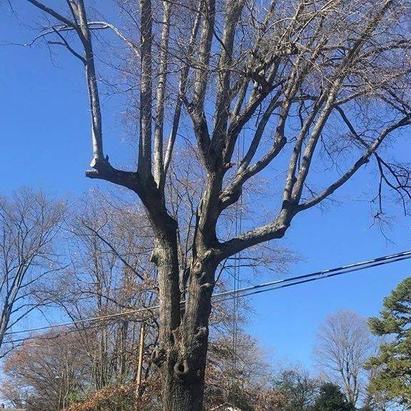  by Gomez Tree Service LLC