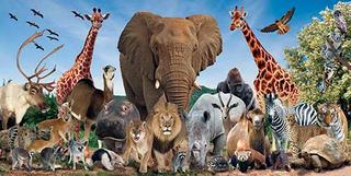PETZ & MORE..!!