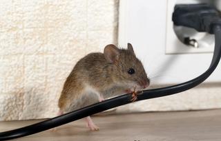 Pest Control Experts of Round Rock