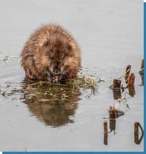  by Lake Country Conservationists