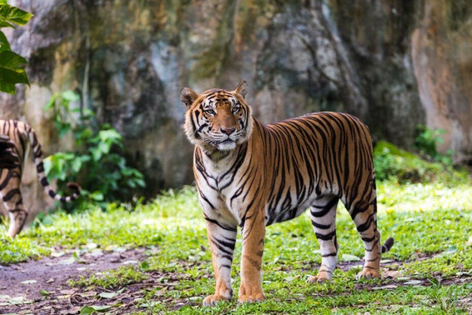 bengal-tiger-characterstics-compared-930x620 by Digital Agency