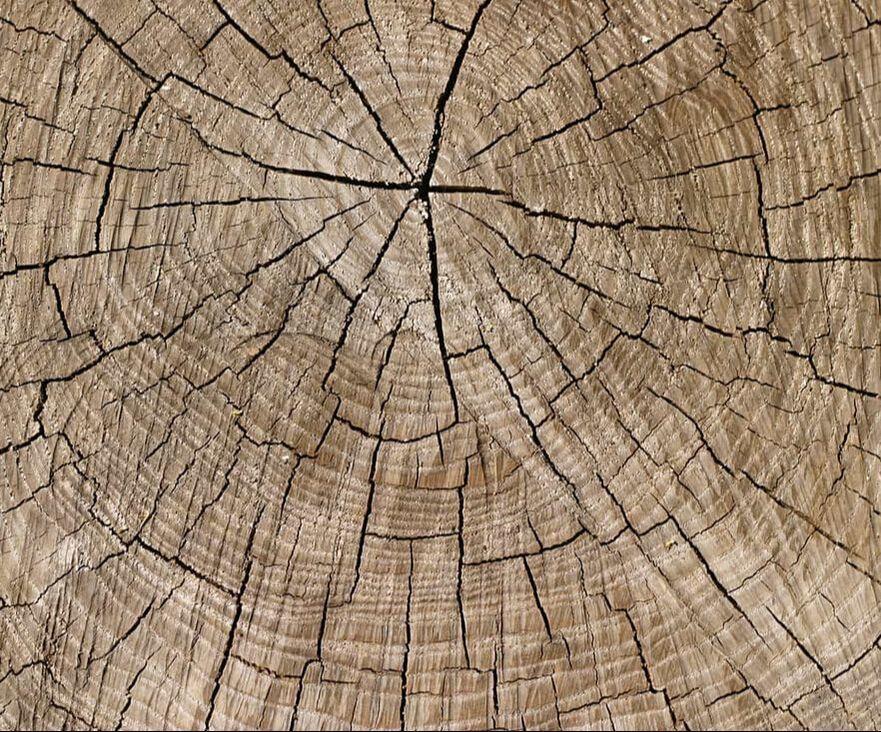  by Wheaton Tree Removal
