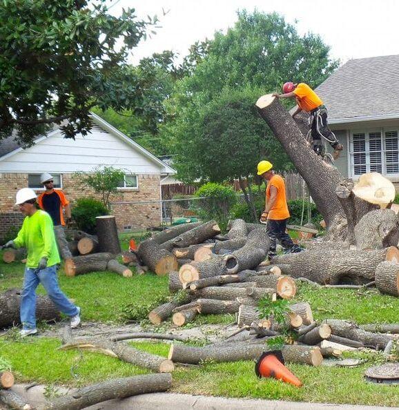  by Wheaton Tree Removal