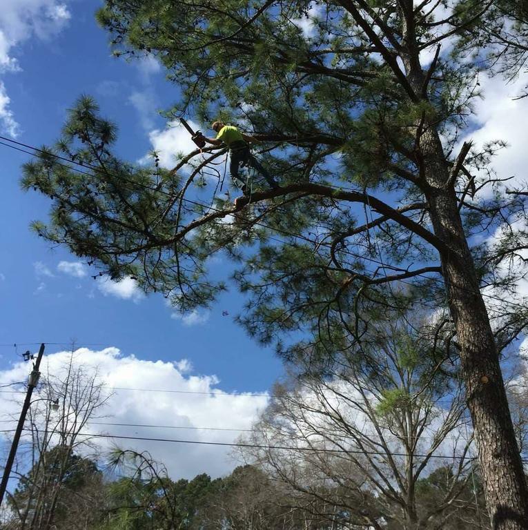 Walls Tree Service Alexandria LA 71303 3188806075 Tree Service