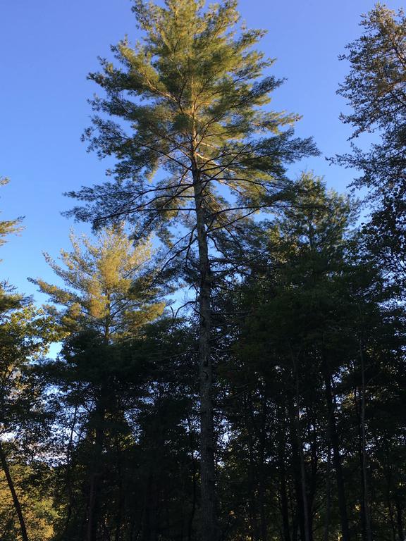 by 3 Brothers Tree Services LLC