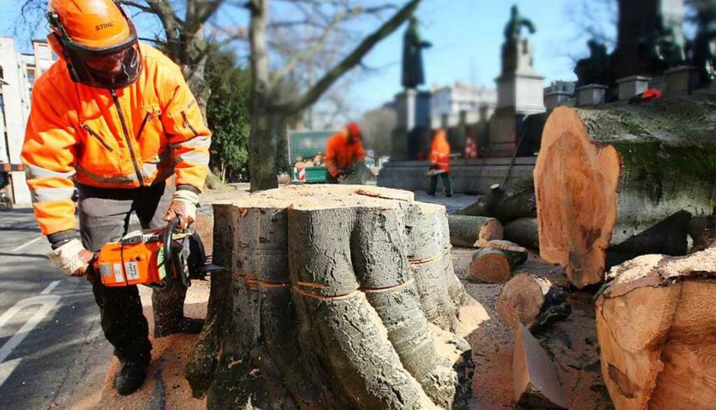  by Oslo TreService - Trefelling Og Trepleie Ekspert