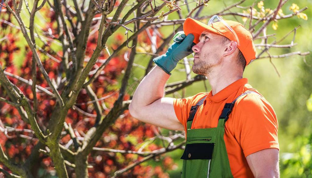 by Oslo TreService - Trefelling Og Trepleie Ekspert