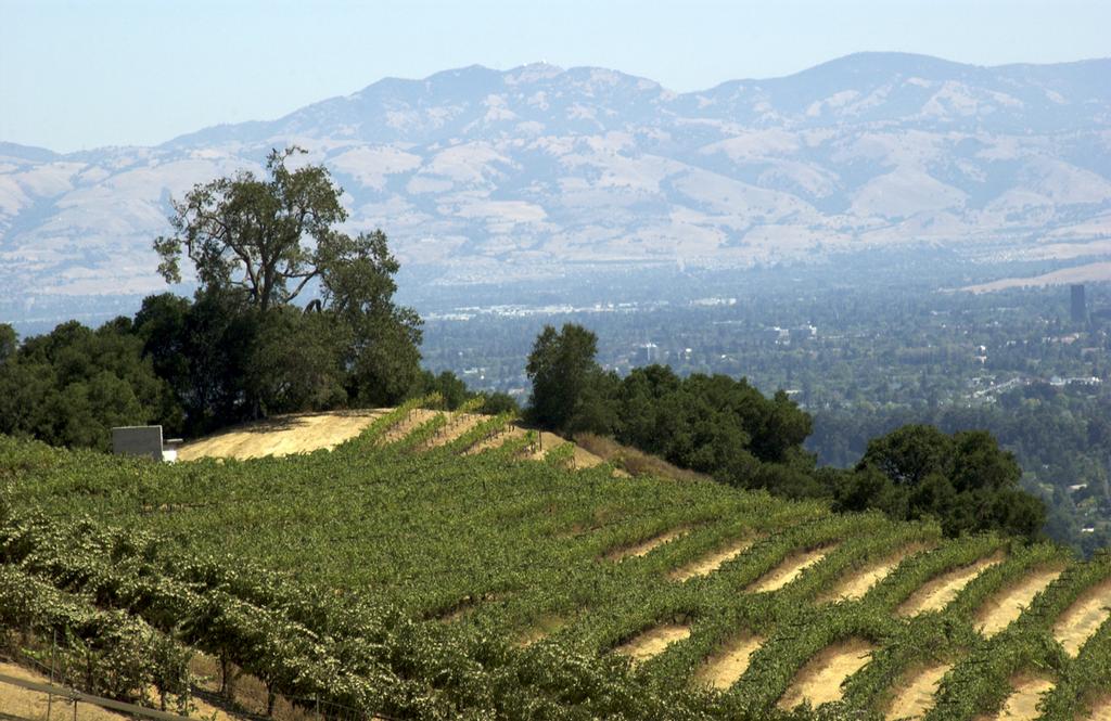 CG_VINEYARD_0230_SM by Cooper-Garrod Estate Vineyards