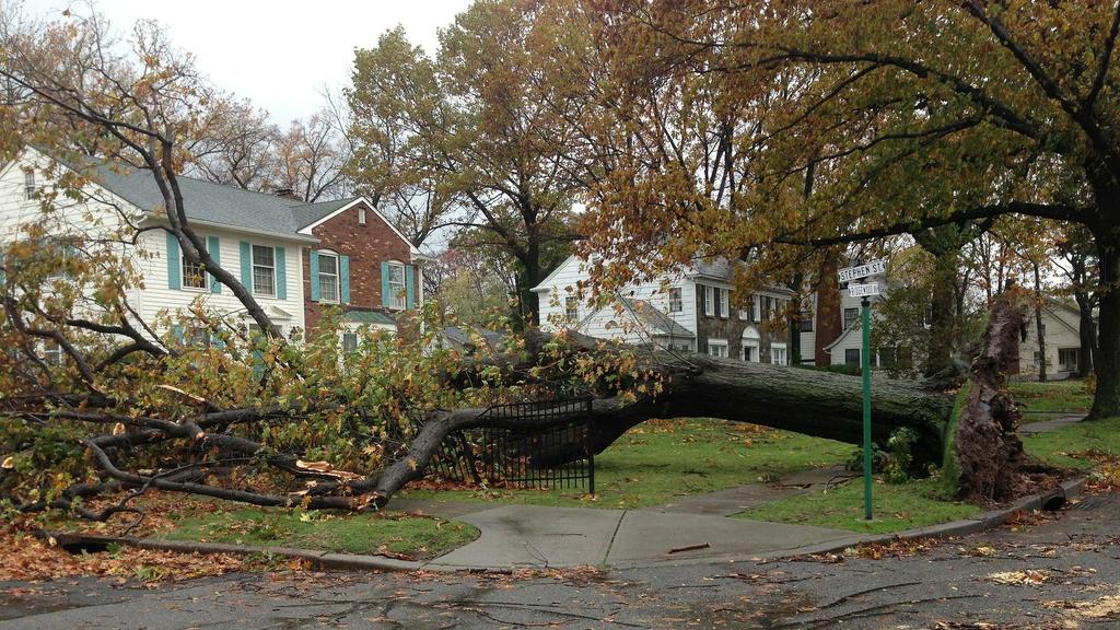  by Ready Pro Tree Service Cherry Hill
