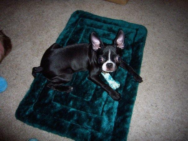 Ollie by Ruff Ruff Pet Care