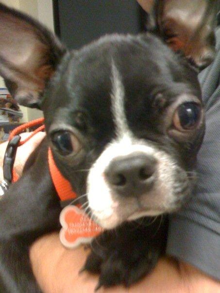 12.jpg by Ruff Ruff Pet Care