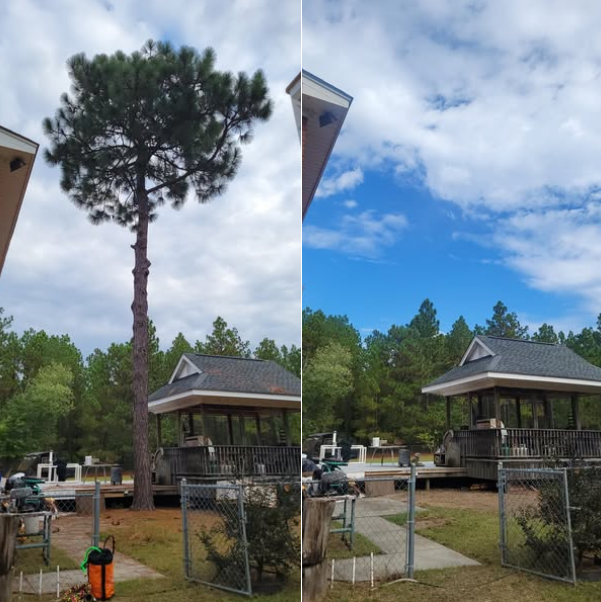  by LW Barnio Tree and Stump Removal