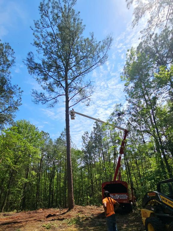  by LW Barnio Tree and Stump Removal