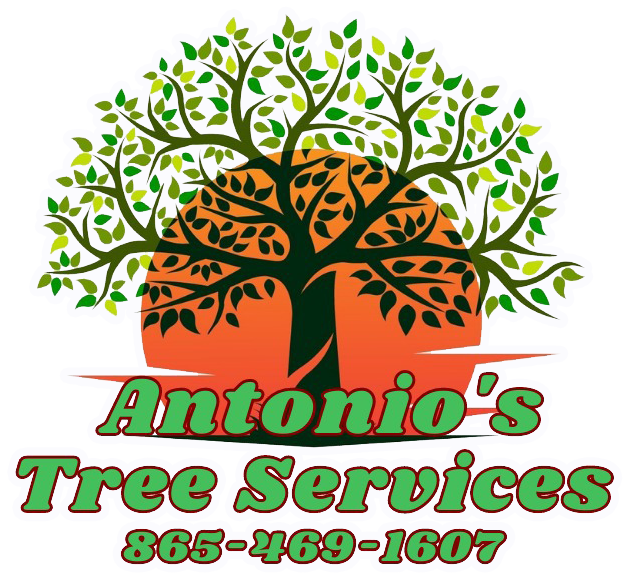  by Antonio's Tree Service