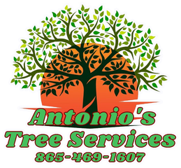 Antonio's Tree Service