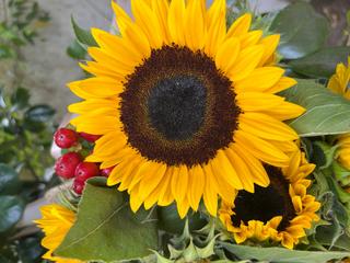 FLORES & SABORES 