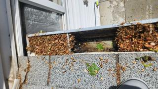 The Leafy Legends and Waterway Warriors with The Roof Ninja & Kc