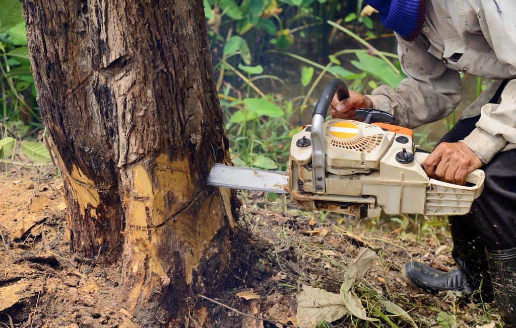  by Cedar V Tree Service & Landscaping