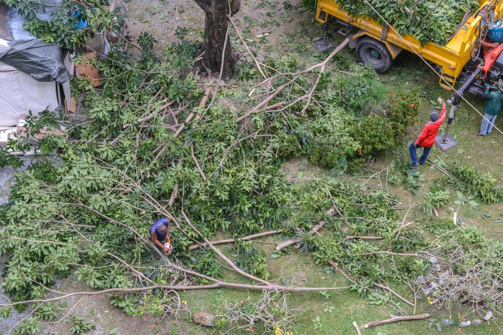  by Cedar V Tree Service & Landscaping