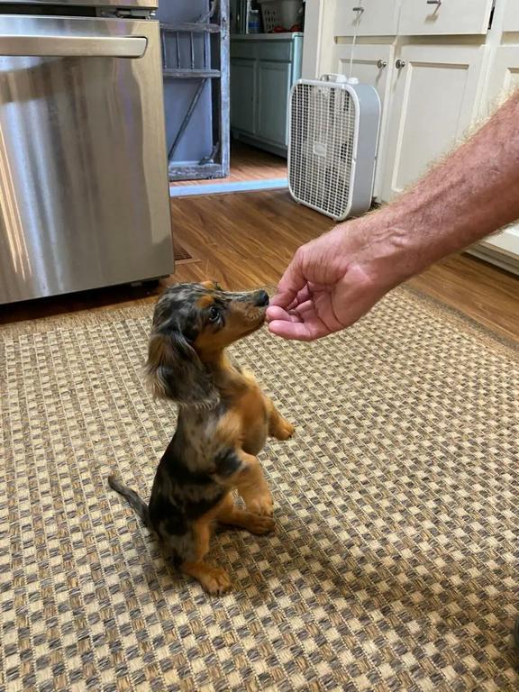  by Patti's Dachshund Farm
