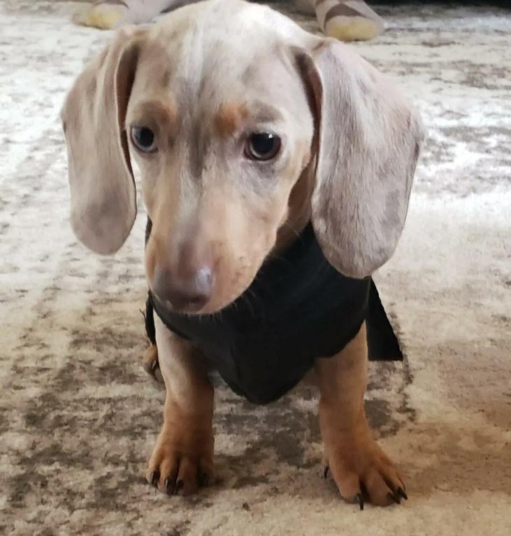  by Patti's Dachshund Farm