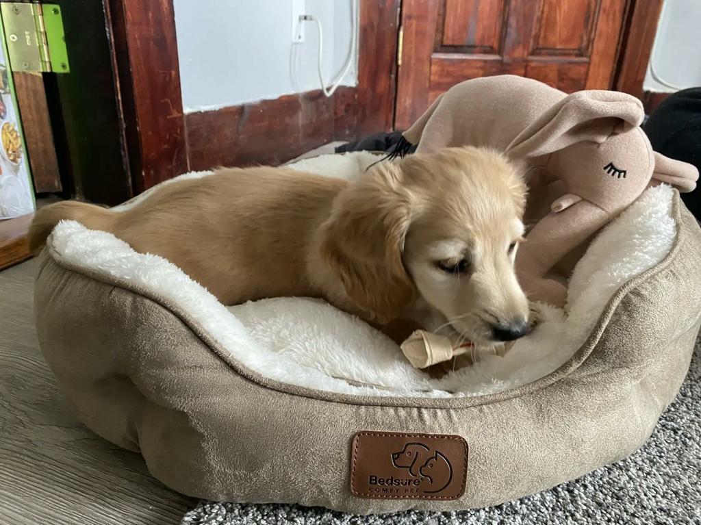  by Patti's Dachshund Farm