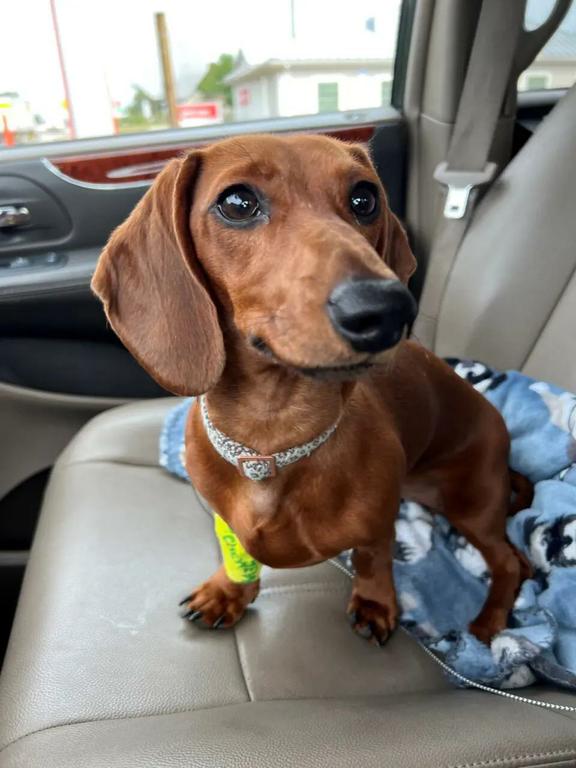  by Patti's Dachshund Farm