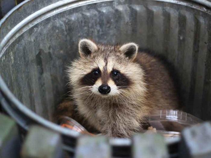  by Critter Removal Services