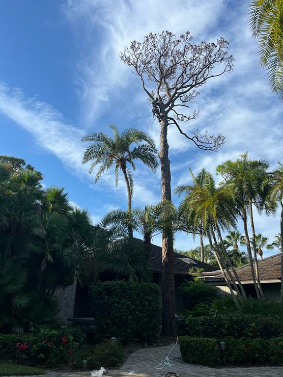  by Francisco Lawncare maintanence