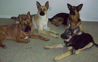 K 9 Obedience & Protection Training