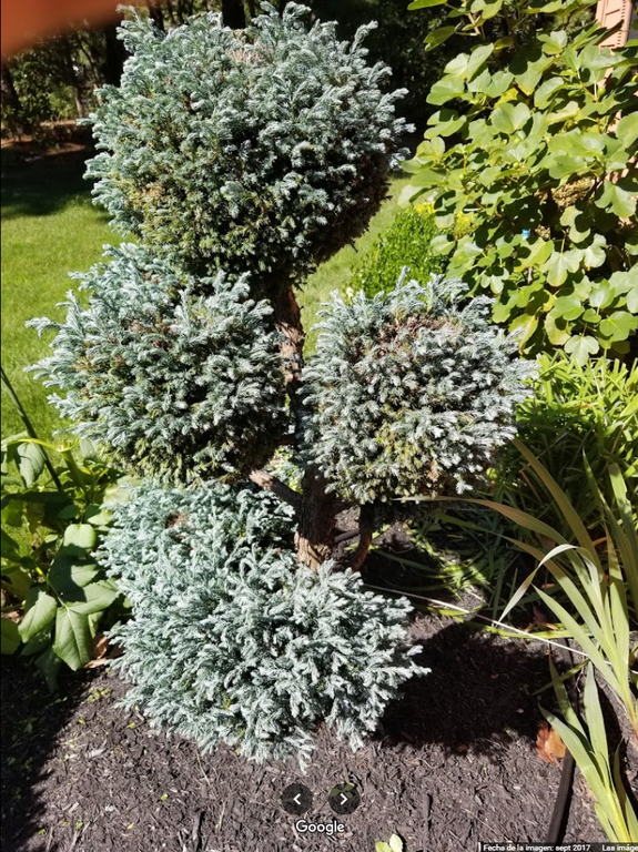  by Flores Lawn Care And Landscaping LLC